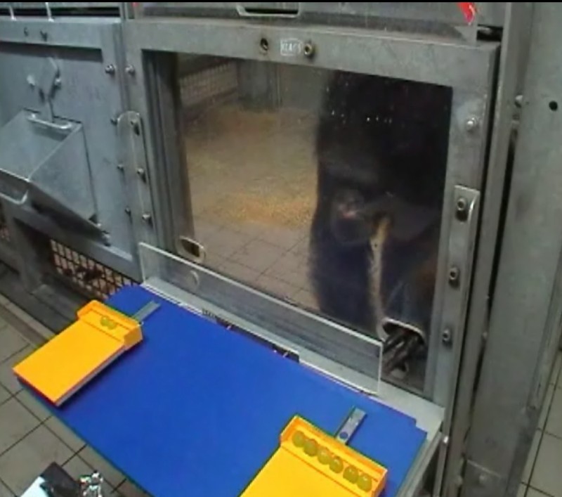 Chimpanzee behind plexiglas enclosure sticking its finger in a plastic hole to signal choice of six grapes on a yellow tray. Two grapes are displayed on a yellow tray on the other side of the apparatus.