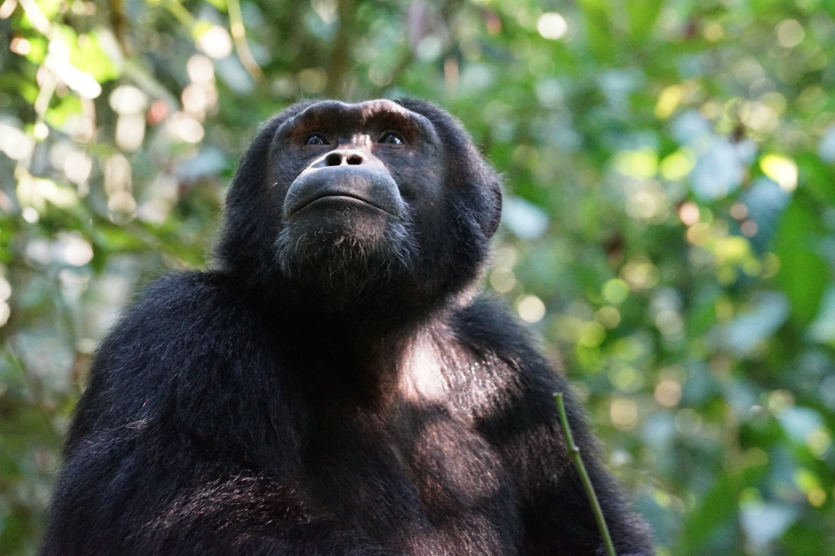 Chimpanzee looking up toward the left. Photo by Zdeněk Macháček: https://unsplash.com/photos/83gB_koMuvA