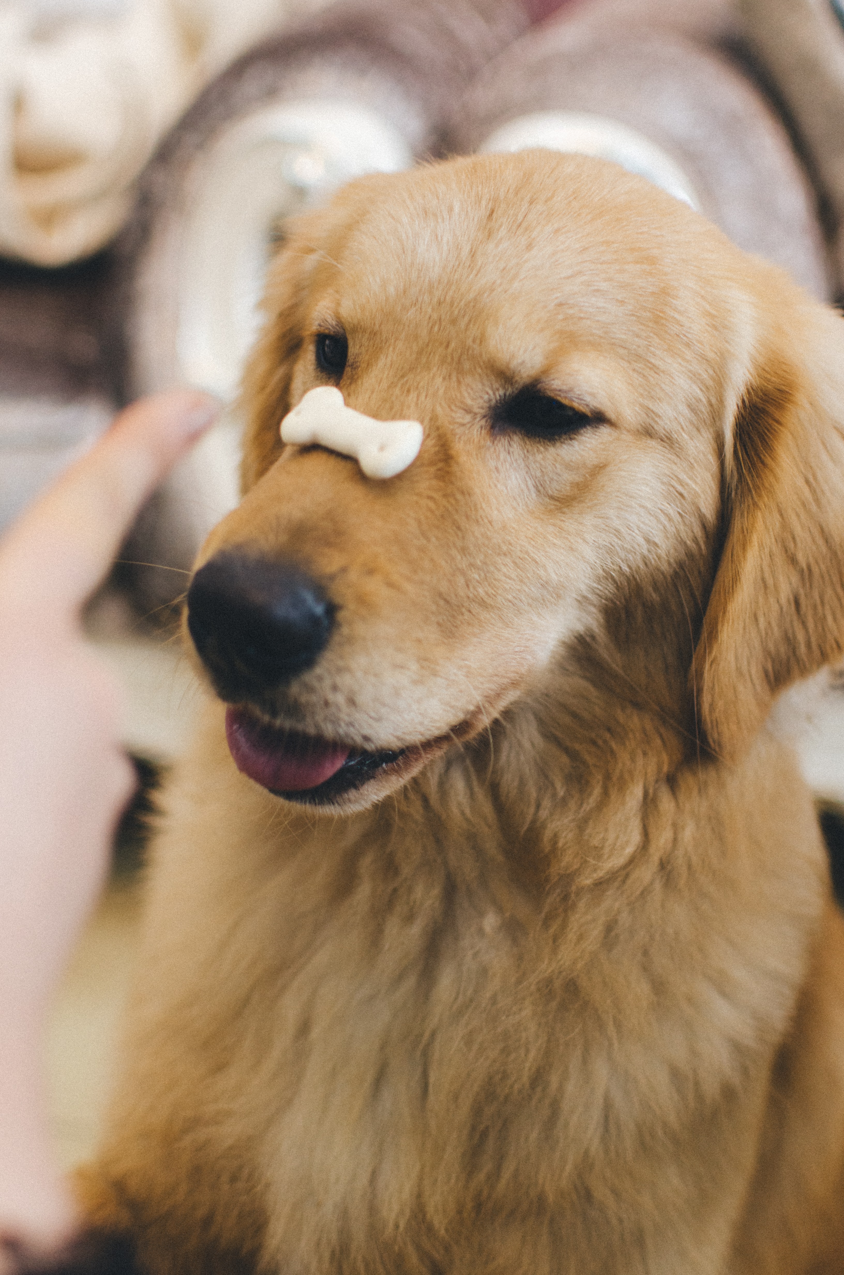 Golden retriever sitting with treat on its nose waiting for command to release it.
