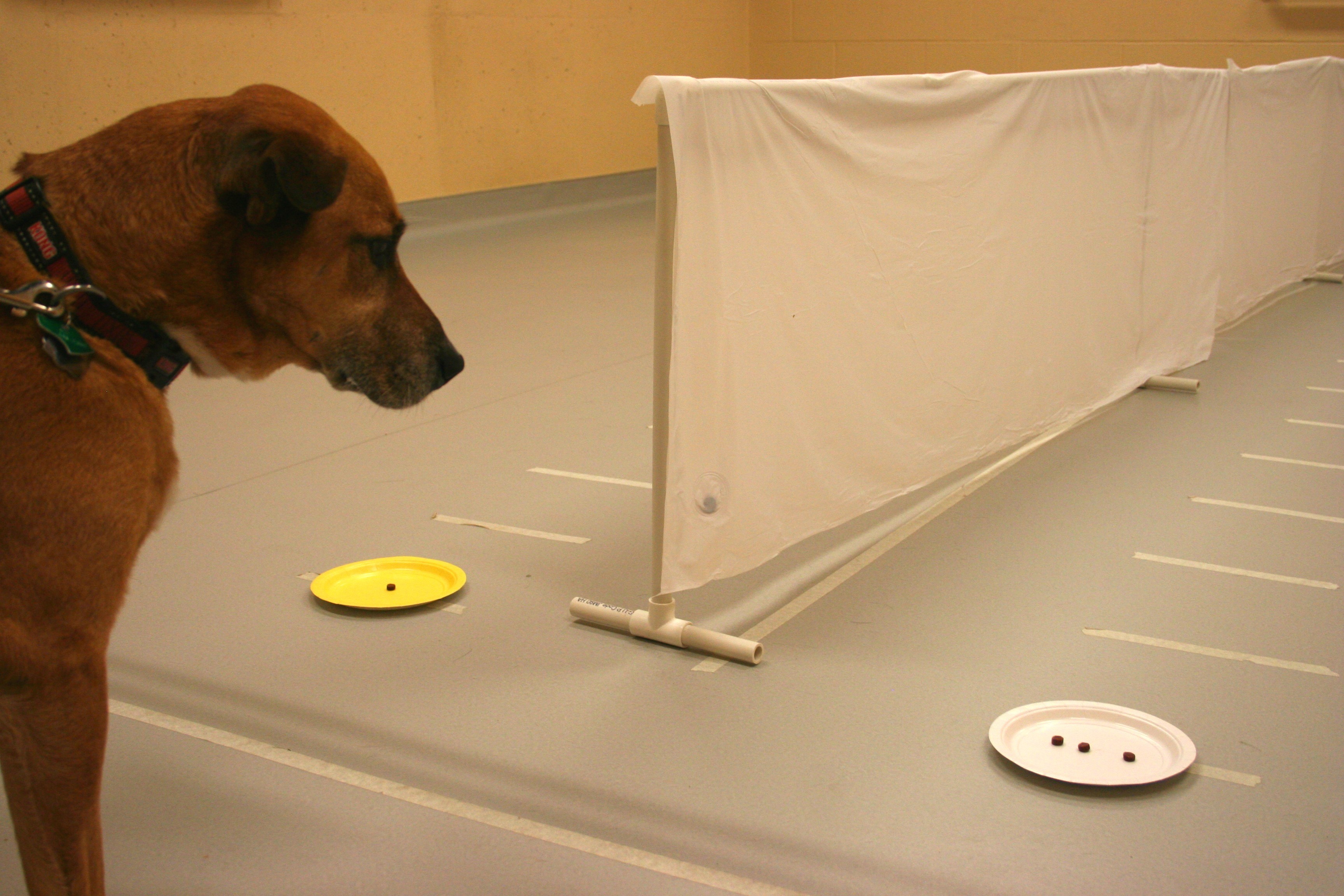 Brown dog looking at plate of three treats on a white plate. A second yellow plate with one treat sits on the other side of a white barrier.