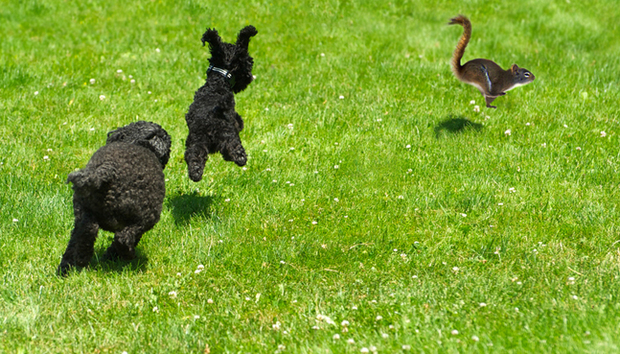 Two small black dogs are chasing a squirrel in the grass. One dog and the squirrel are caught in mid-air.