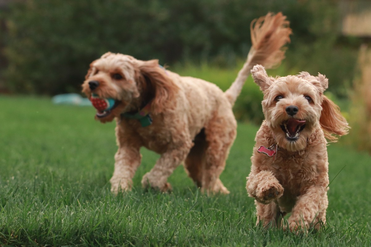 Two brown dogs running through grass, one with a ball in its mouth. Photo by Mia Anderson: https://unsplash.com/photos/2k6v10Y2dIg.