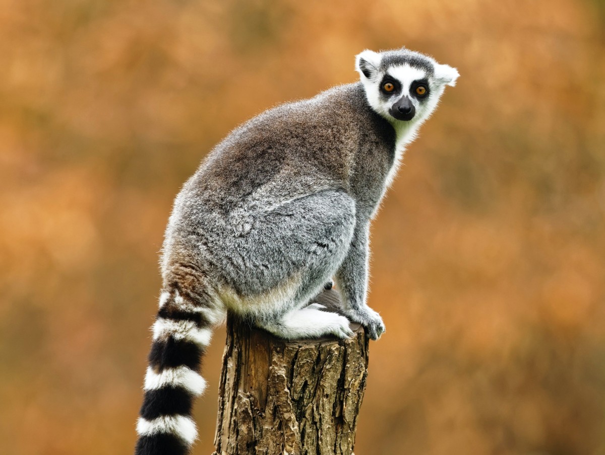 Ring-tailed lemur sitting on top of stump. Photo by Julie Ricard: https://unsplash.com/photos/bBmPedpthvw