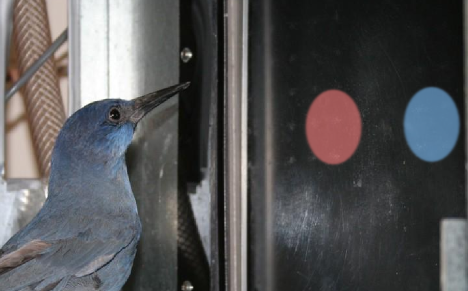 Pinyon jay in front of a computer monitor displaying a red circle and blue circle.