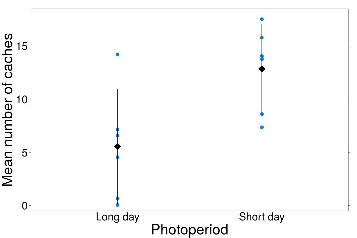 Graph of photoperiod categories of long day and short day on the x-axis and mean number of caches on the y-axis. Dots are individual data points, with means as diamonds and 95% confidence intervals as error bars. The mean of the short delay data is significantly higher than the long delay data.