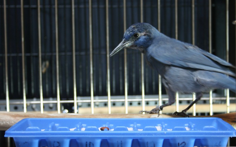 Pinyon jay behind an ice cube tray filled with sand and with a pine nut laying on top.