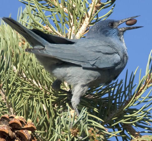Pinyon jay in pine tree with a pine nut in its mouth.