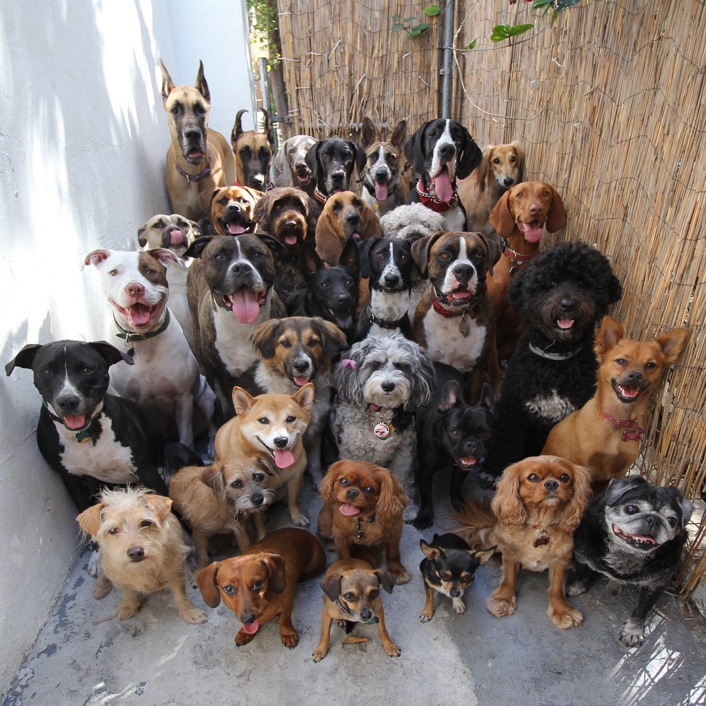 Thirty-two dogs of different breeds all sitting and looking at the camera.