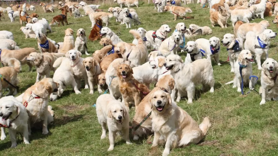 Photo of many golden retriever dogs by Peter Jolly of Northpix: https://www.bbc.com/news/uk-scotland-highlands-islands-44898115